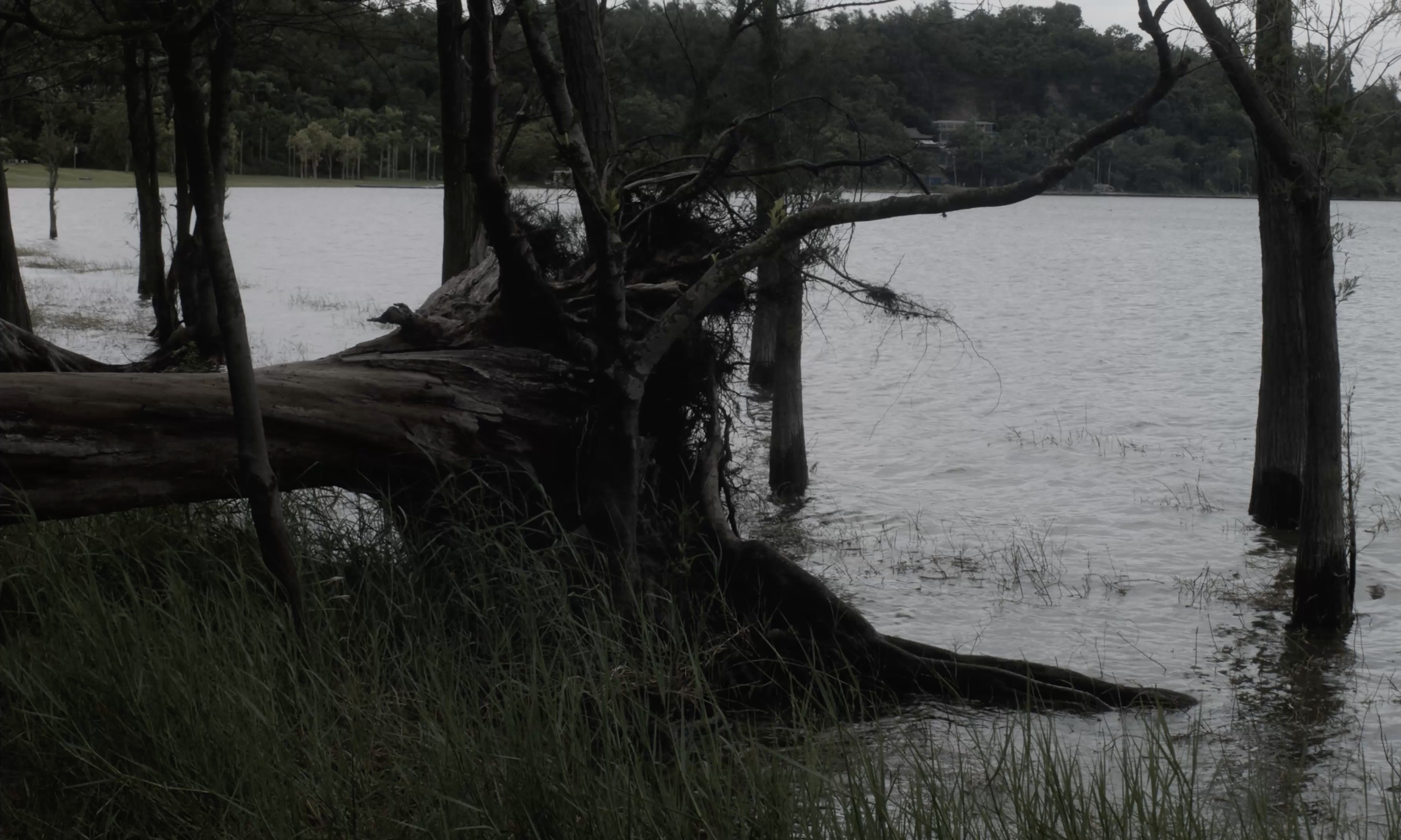 Trees along the shore of the lake
